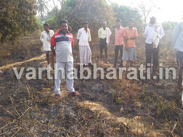 ಶ್ರೀನಿವಾಸಪುರ; ಕಿಡಿಗೇಡಿಗಳಿಂದ ಬೆಂಕಿ, ಮಾವಿನ ತೋಪು ನಾಶ